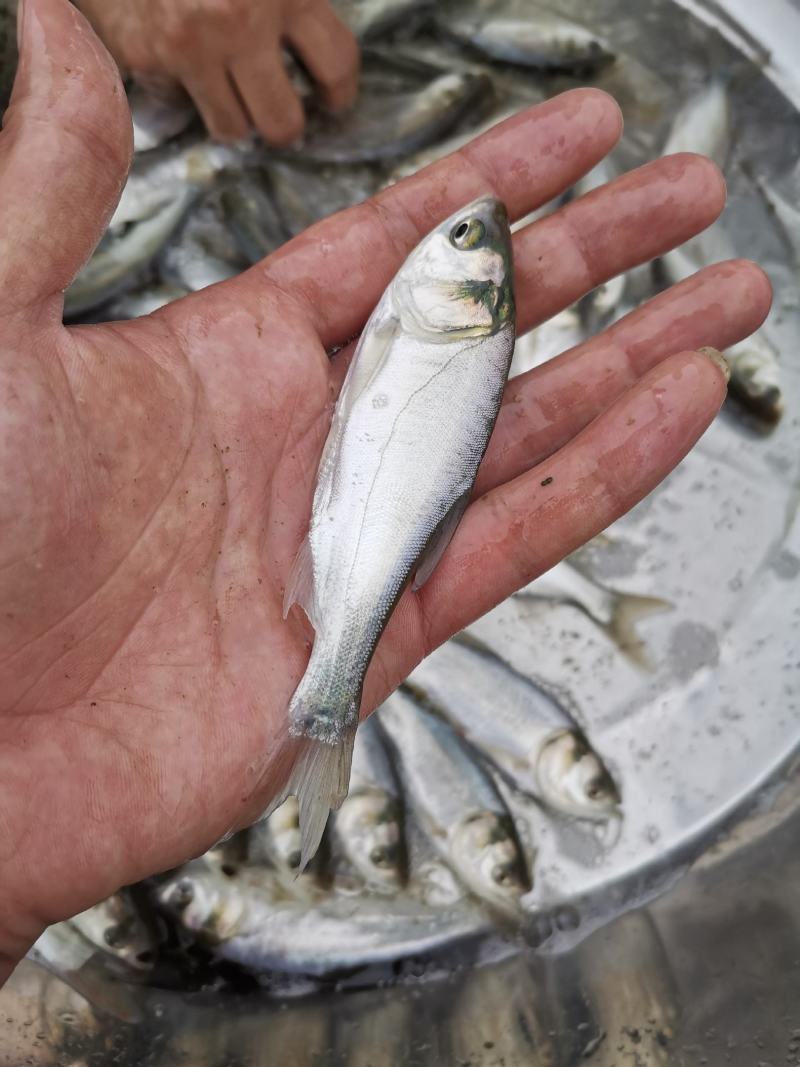 优质良种白鲢鱼苗，杂变快大鱼苗，规格齐全，质量保证。