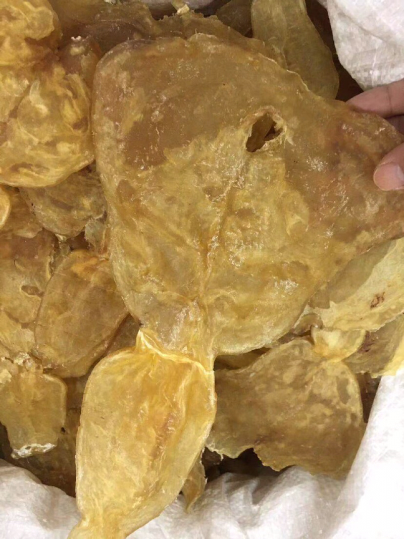 花胶新鲜漂亮厚肉葫芦鱼胶干度好泡发大烧烤滩高利润空间产品