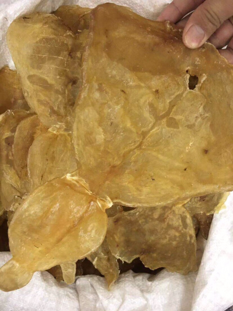 花胶新鲜漂亮厚肉葫芦鱼胶干度好泡发大烧烤滩高利润空间产品