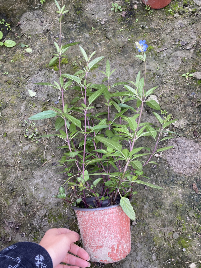 天蓝鼠尾草，天蓝鼠尾草基地，天蓝鼠尾草价格