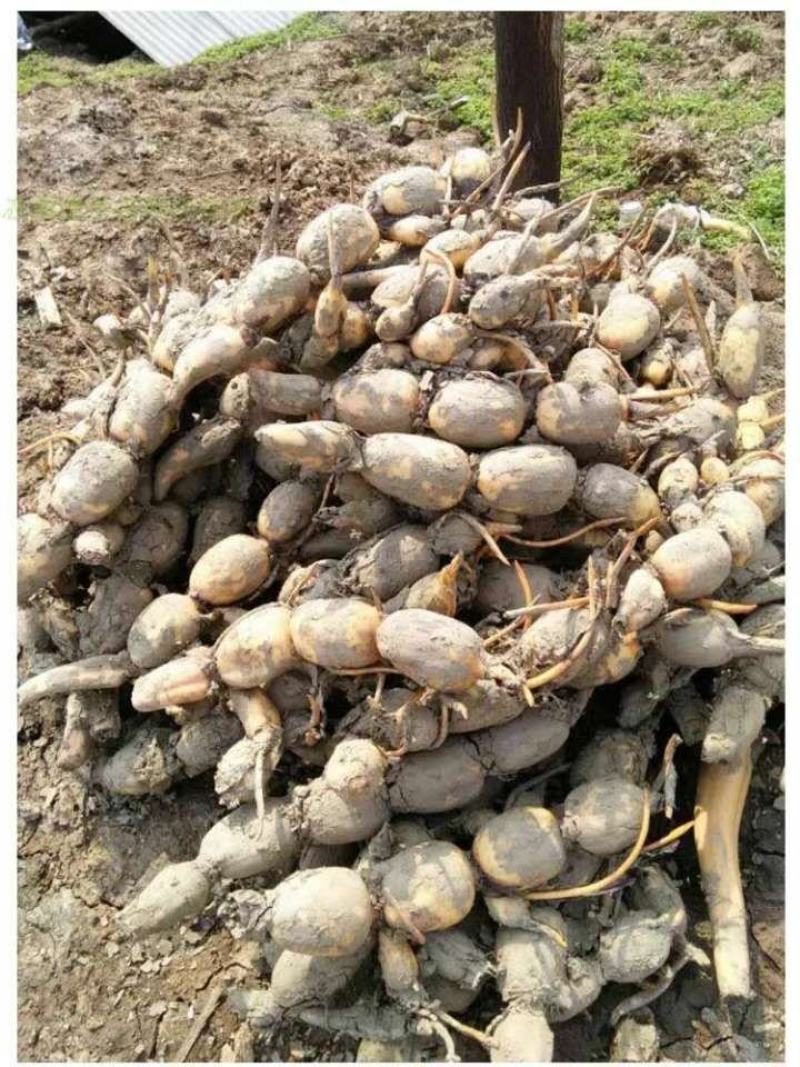 浅水藕种根莲藕种藕深水藕种高产食用莲藕种苗藕带苗藕苗