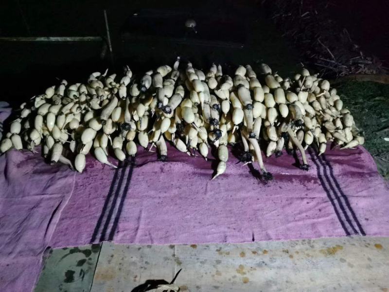 浅水藕种根莲藕种藕深水藕种高产食用莲藕种苗藕带苗藕苗