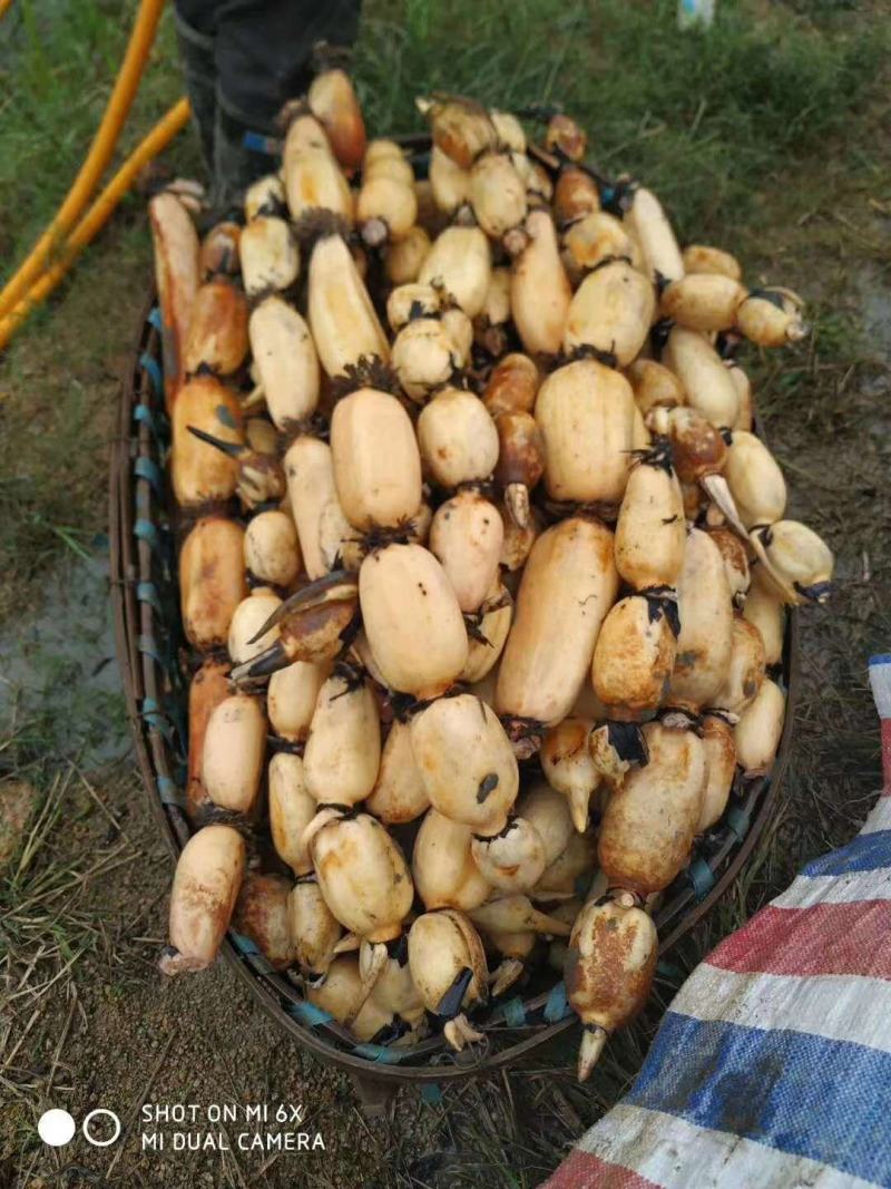 浅水藕种根莲藕种藕深水藕种高产食用莲藕种苗藕带苗藕苗