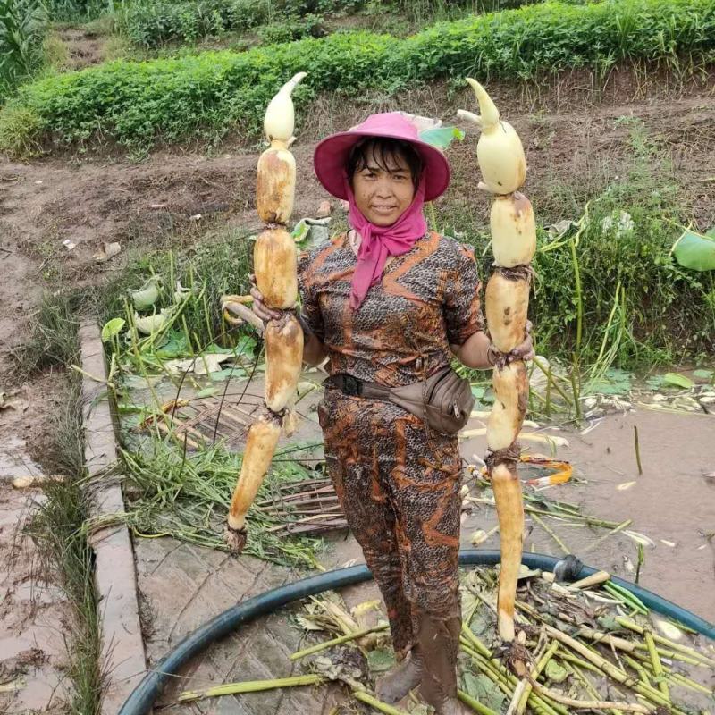 浅水藕种根莲藕种藕深水藕种高产食用莲藕种苗藕带苗藕苗