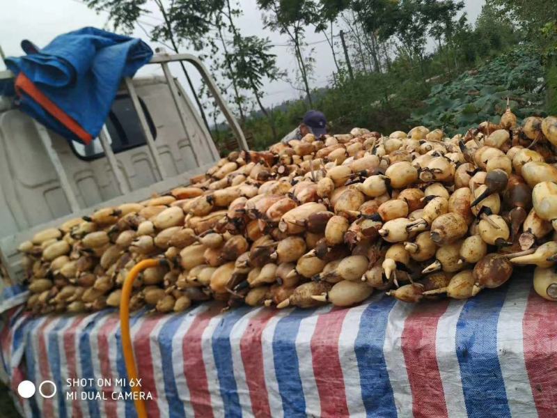 浅水藕种根莲藕种藕深水藕种高产食用莲藕种苗藕带苗藕苗