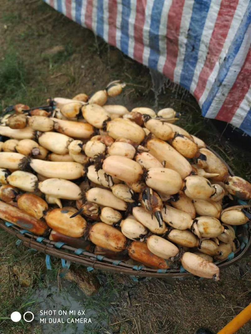 浅水藕种根莲藕种藕深水藕种高产食用莲藕种苗藕带苗藕苗