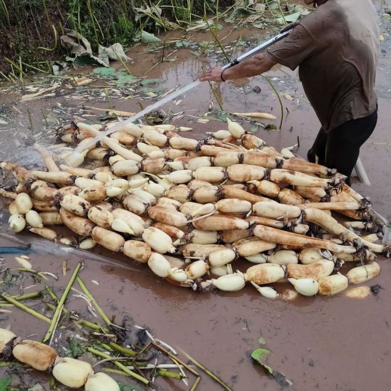 浅水藕种根莲藕种藕深水藕种高产食用莲藕种苗藕带苗藕苗