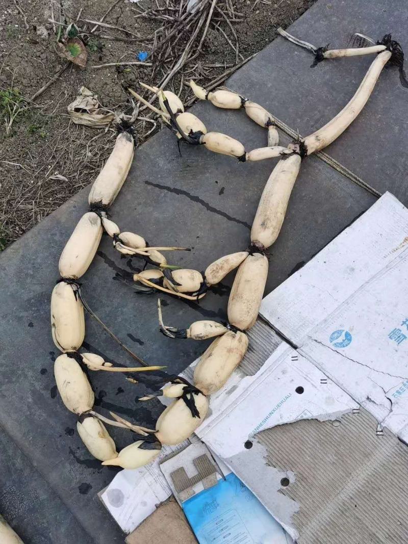 浅水藕种根莲藕种藕深水藕种高产食用莲藕种苗藕带苗藕苗