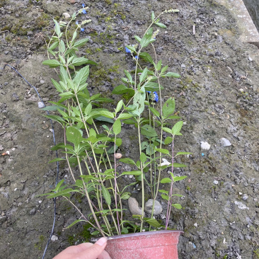 天蓝鼠尾草基地，天蓝鼠尾草基地批发，天蓝鼠尾价格