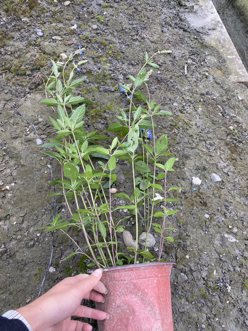 天蓝鼠尾草基地，天蓝鼠尾草基地批发，天蓝鼠尾价格