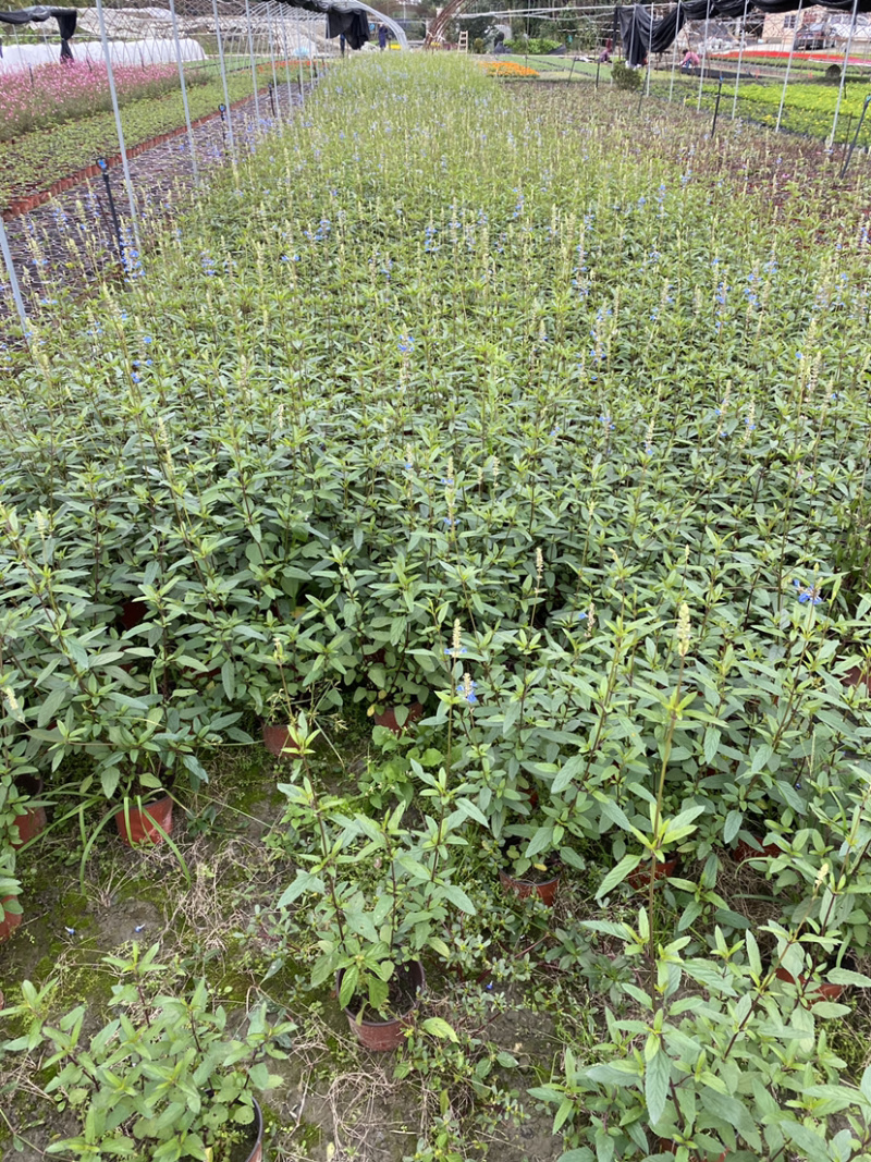 天蓝鼠尾草基地，天蓝鼠尾草基地批发，天蓝鼠尾价格