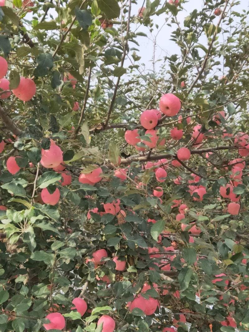 山东纸袋红富士苹果，果园现摘现发，口感清甜一手货源一条龙