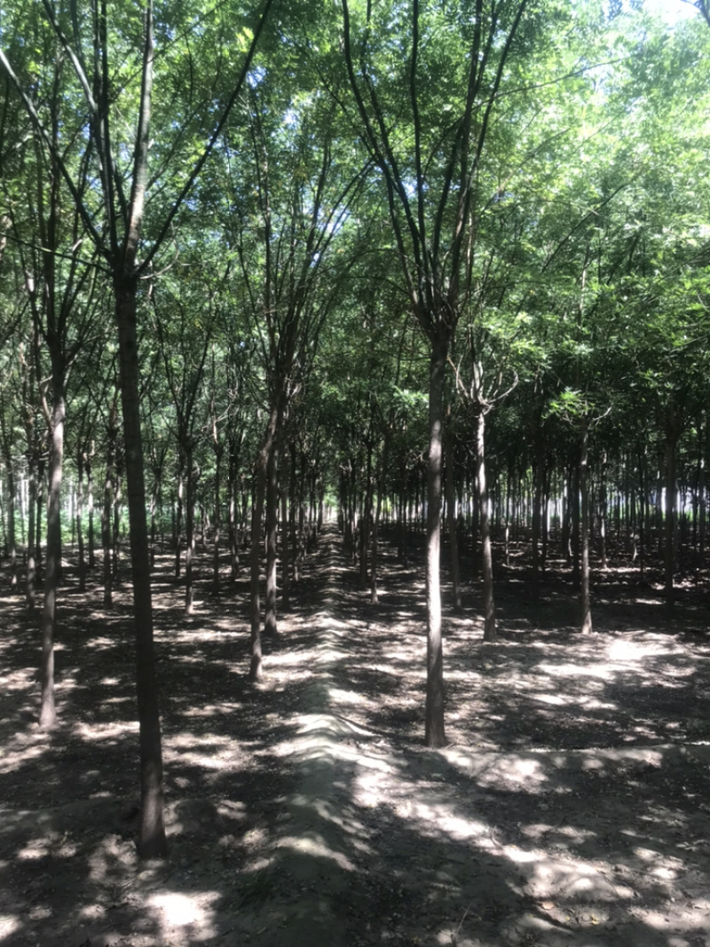 清地处理二级北栾4公分北栾5公分北栾6公分北栾