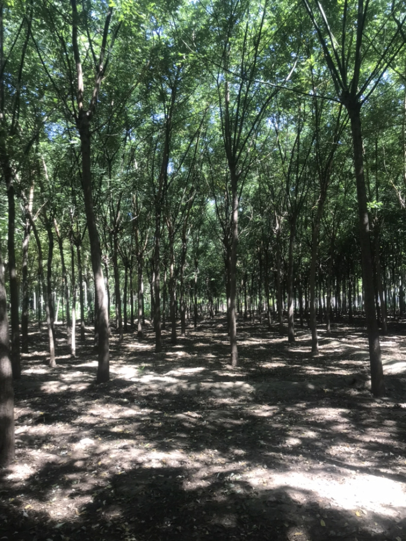 清地处理二级北栾4公分北栾5公分北栾6公分北栾