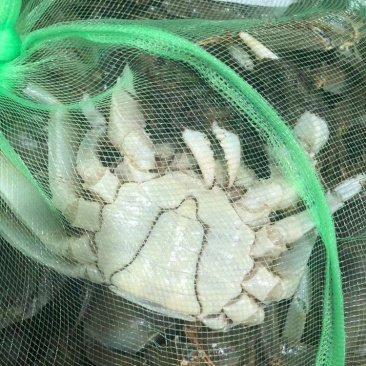 《江苏公蟹价格》江苏兴化国蟹大闸蟹一手货源