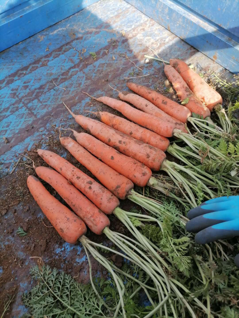 出售红萝卜🥕，四十亩，一亩多少钱，整体亩出售