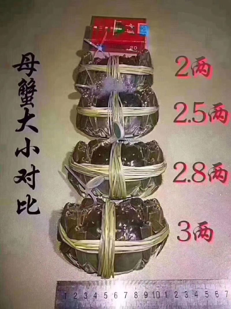 《江苏母蟹报价》江苏兴化大闸蟹，货源稳定，量大从优