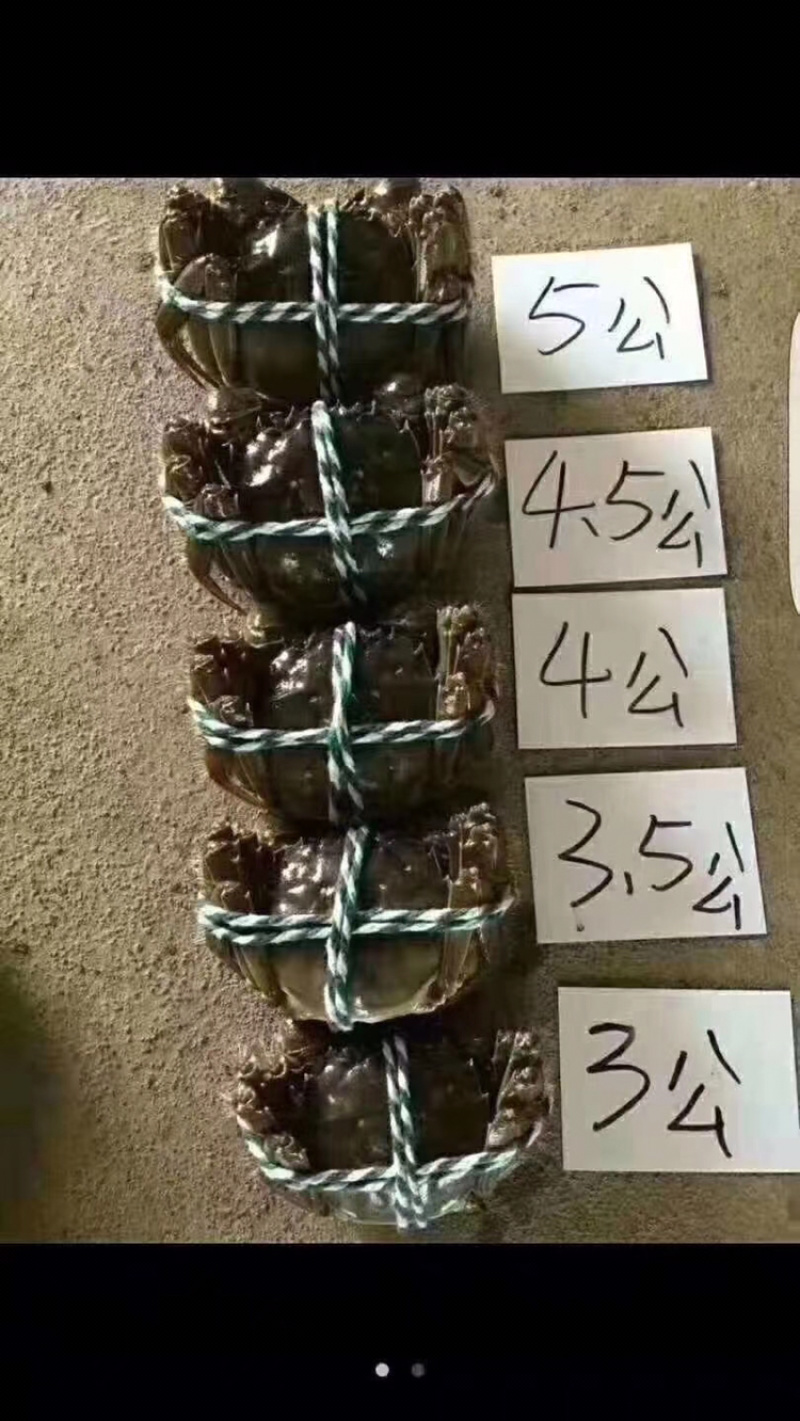 《江苏母蟹报价》江苏兴化大闸蟹，货源稳定，量大从优