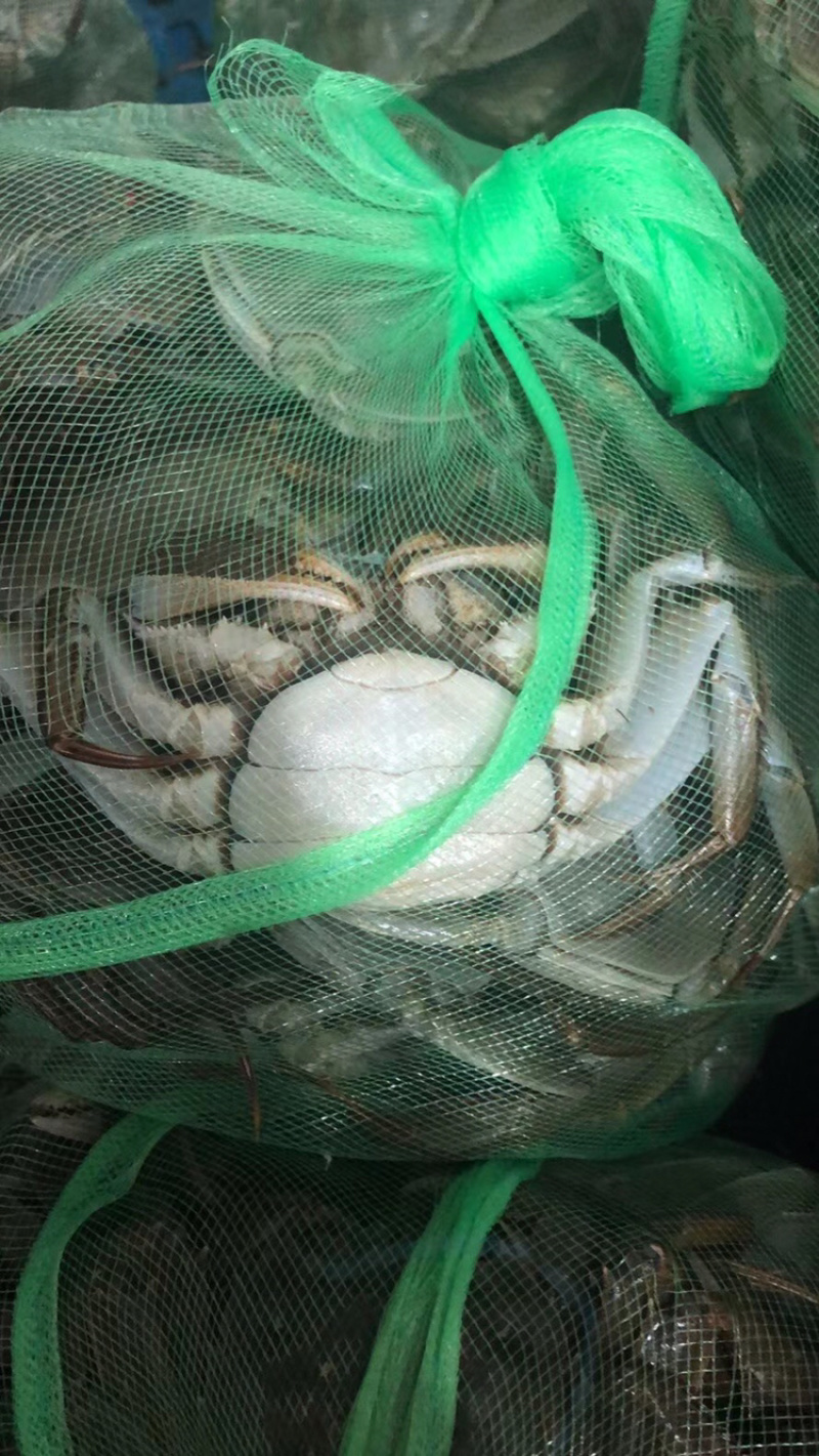 《江苏母蟹报价》江苏兴化大闸蟹，货源稳定，量大从优