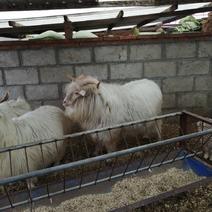 辽宁省盖州市绒山羊（种公、繁殖母羊、育肥羊羔）