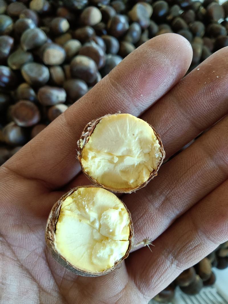 山东蒙山板栗急售，冷库直接发货，无中间商，价格低，质量好