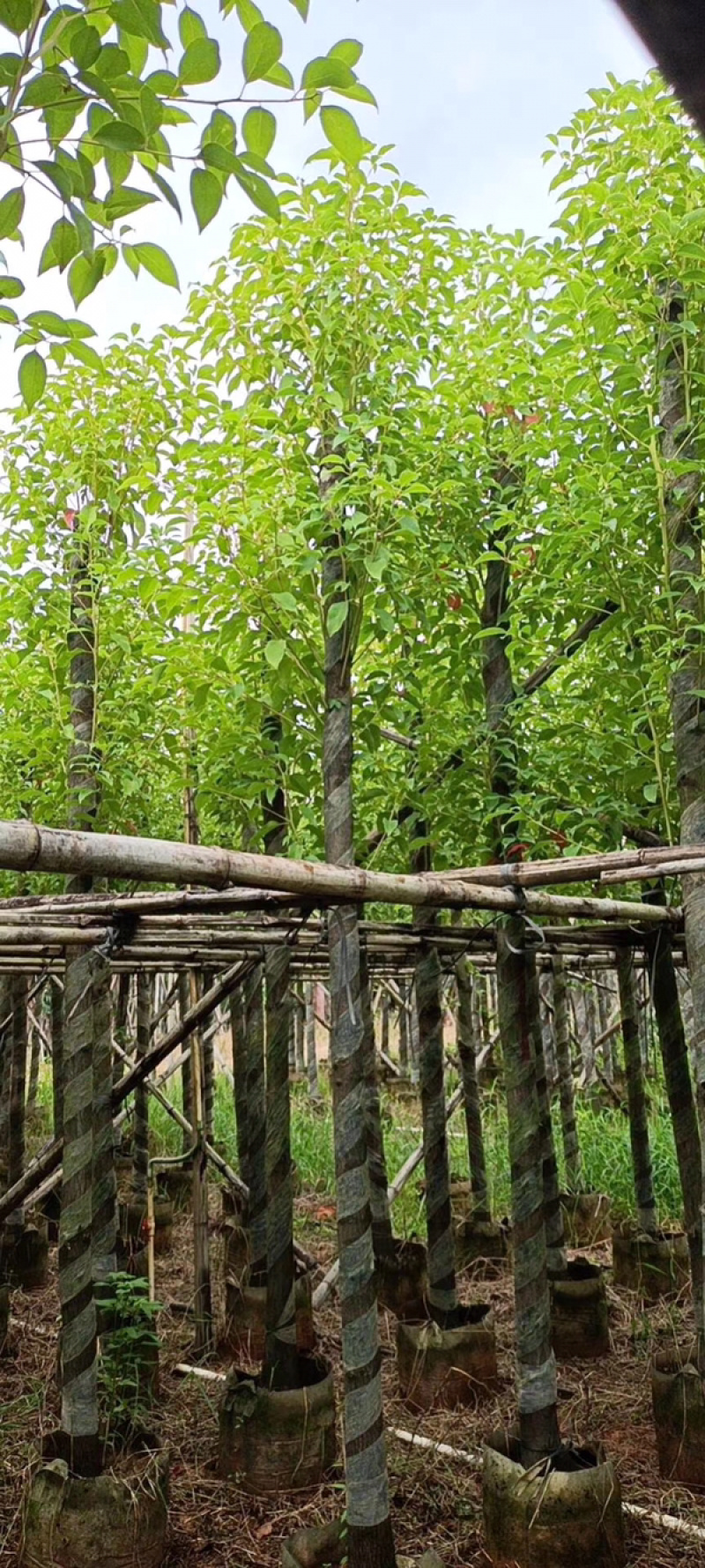 香樟5-10公分袋苗