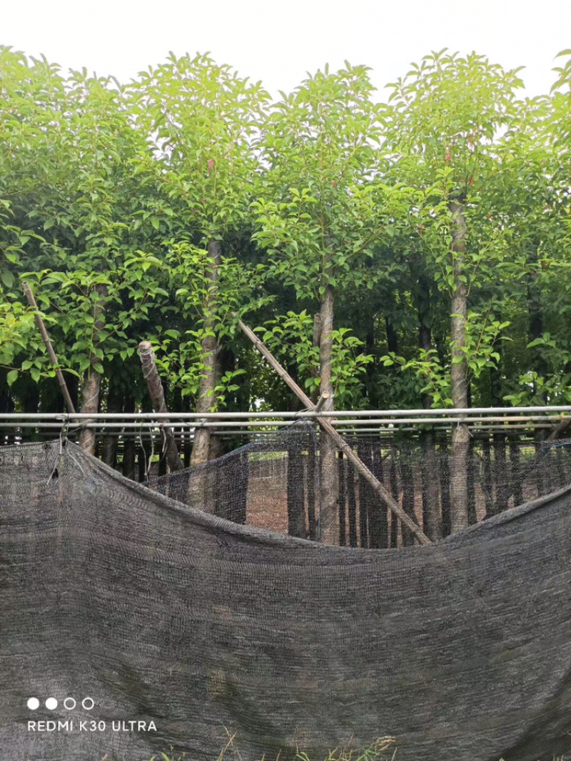 香樟5-10公分袋苗