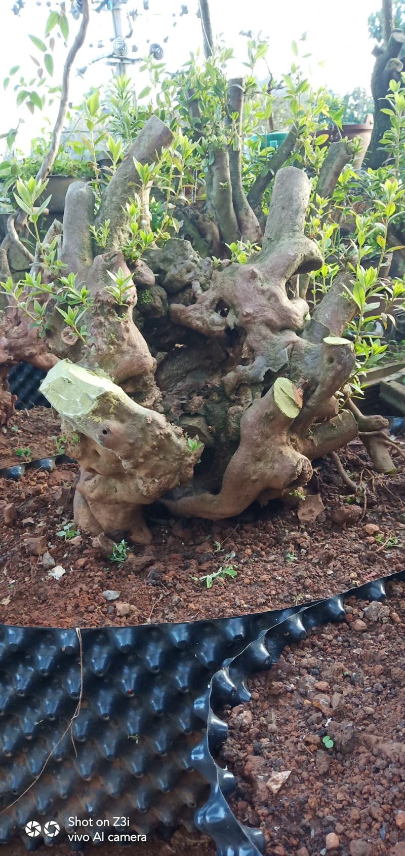 国旗红映山红盆景桩生熟桩都有