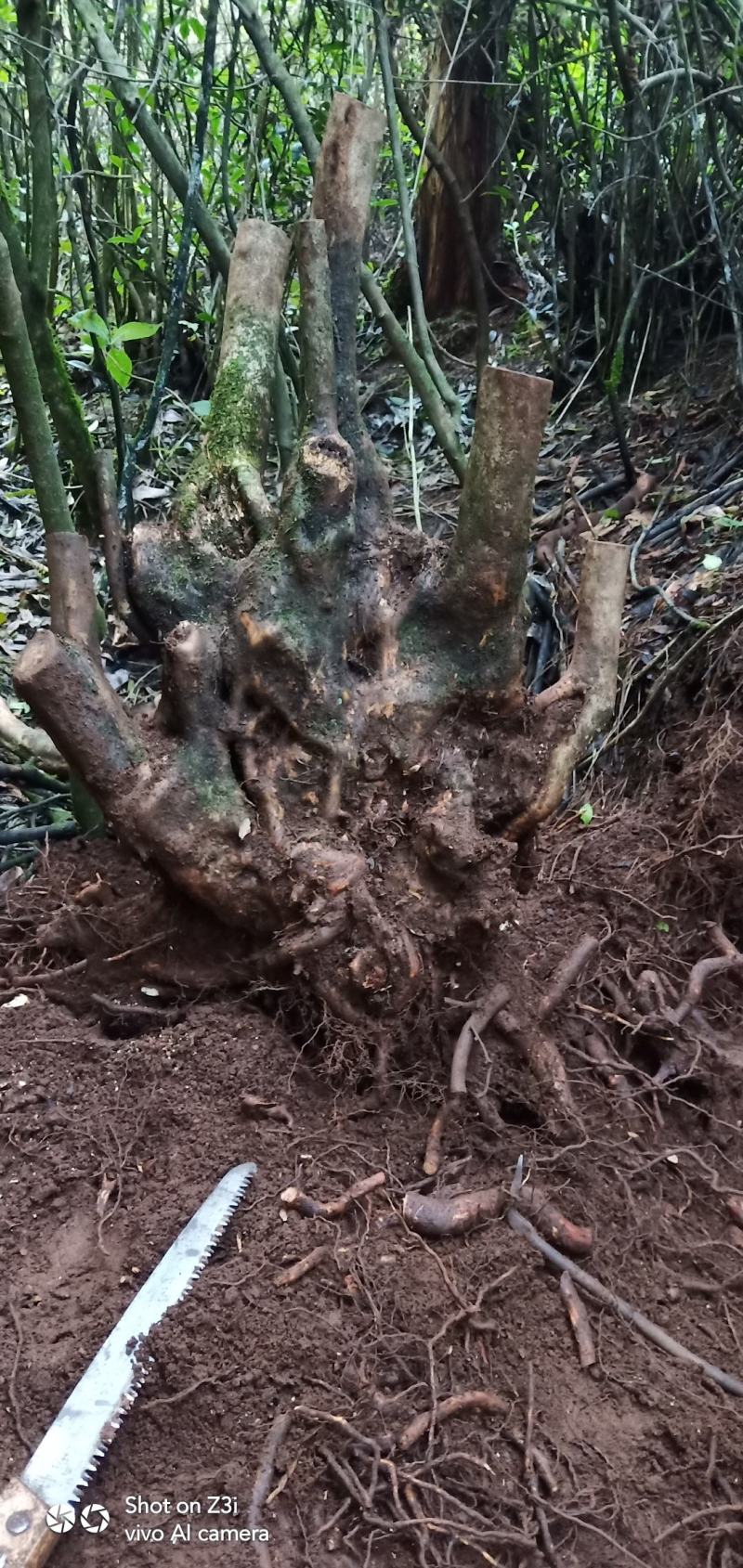 国旗红映山红盆景桩生熟桩都有
