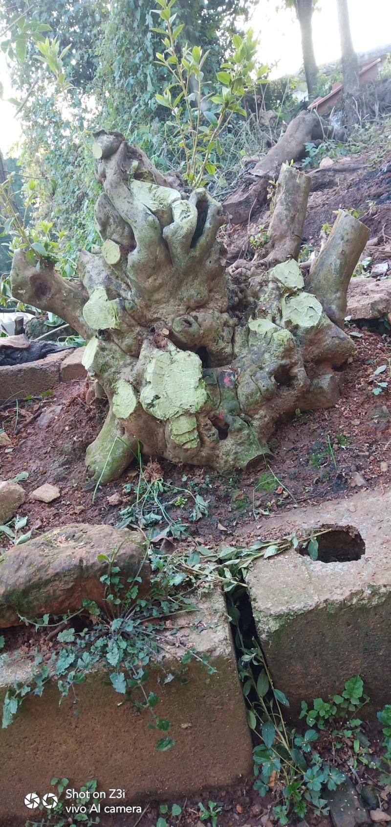 国旗红映山红盆景桩生熟桩都有