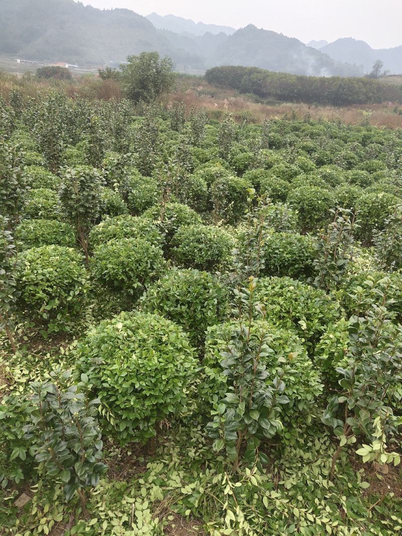 【基地发货】金森女贞球，冠80至100公分。自产自销大量可供