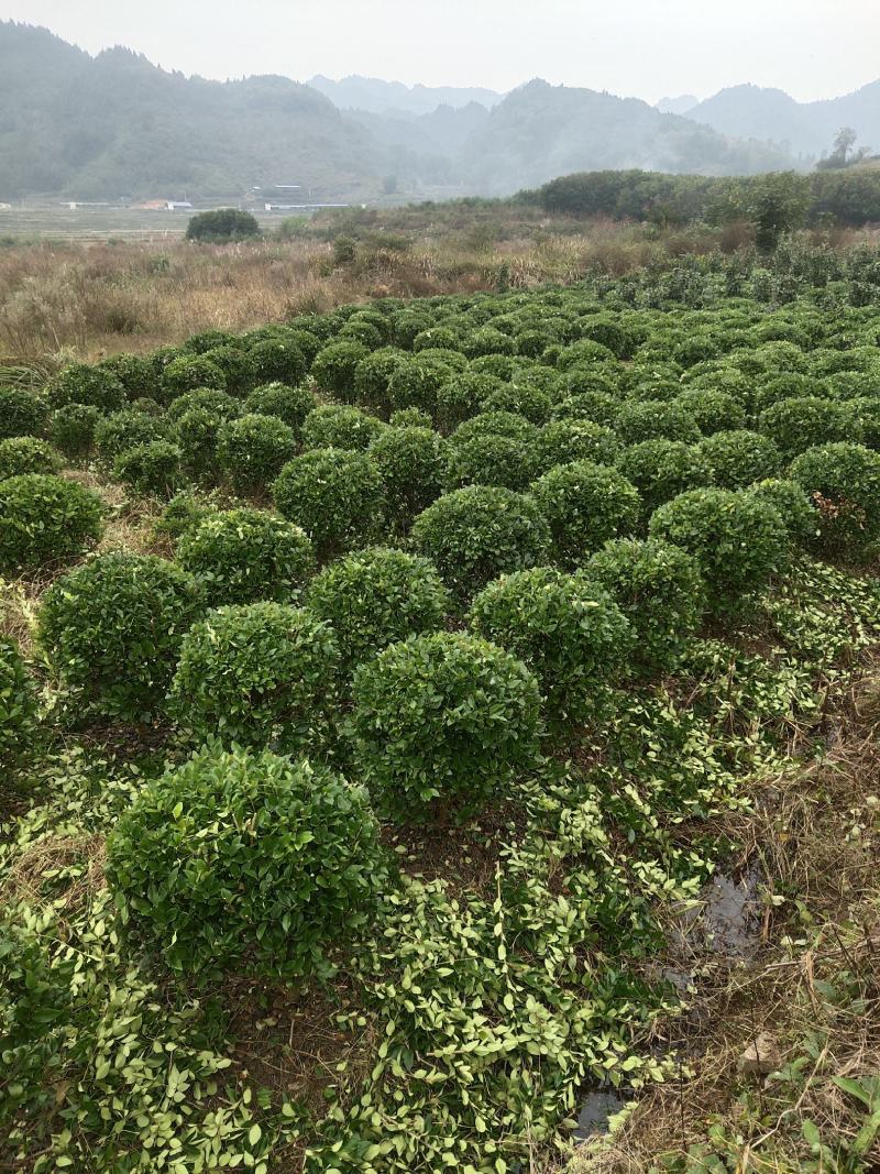 【基地发货】金森女贞球，冠80至100公分。自产自销大量可供