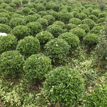 【基地发货】金森女贞球，冠80至100公分。自产自销大量可供