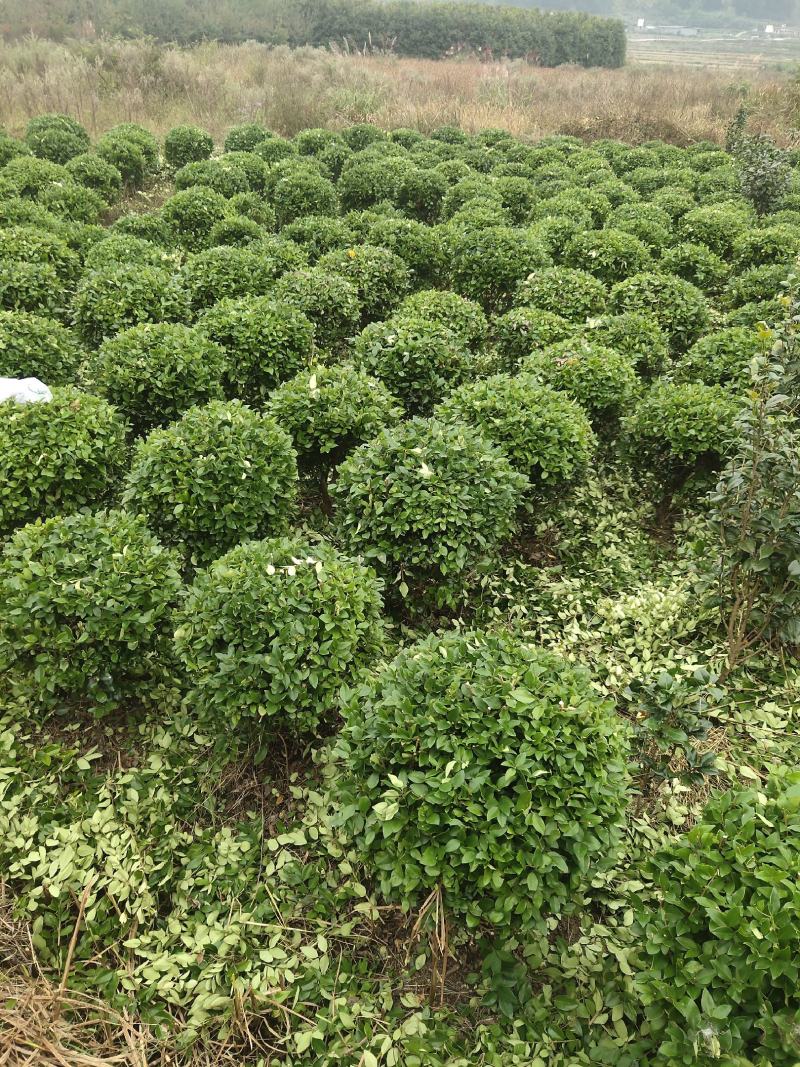 【基地发货】金森女贞球，冠80至100公分。自产自销大量可供