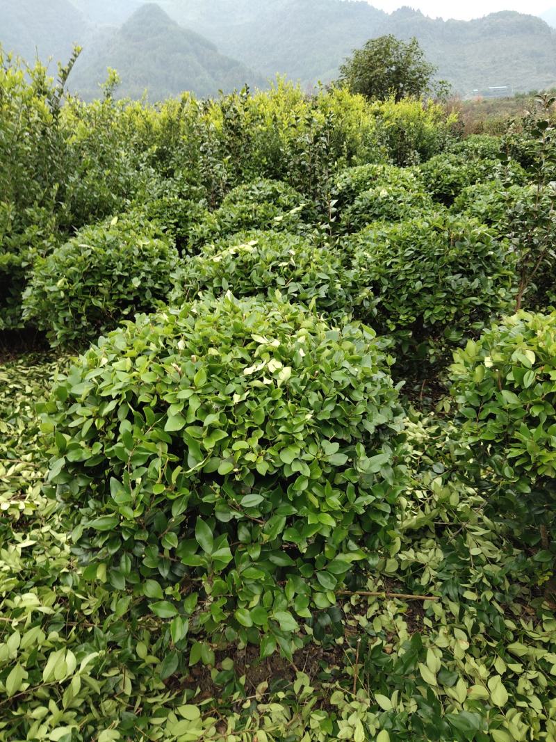 【基地发货】金森女贞球，冠80至100公分。自产自销大量可供