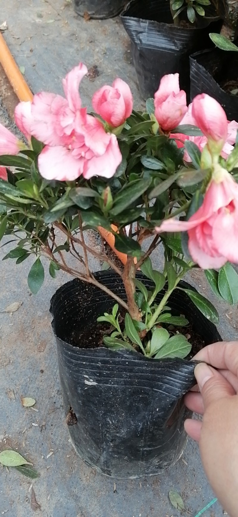 四季开花杜鹃花苗盆栽花卉植物室内客厅阳台绿色植物盆景