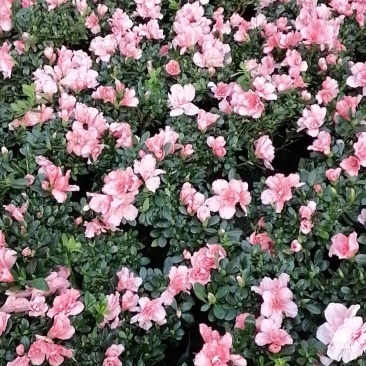 四季开花杜鹃花苗盆栽花卉植物室内客厅阳台绿色植物盆景