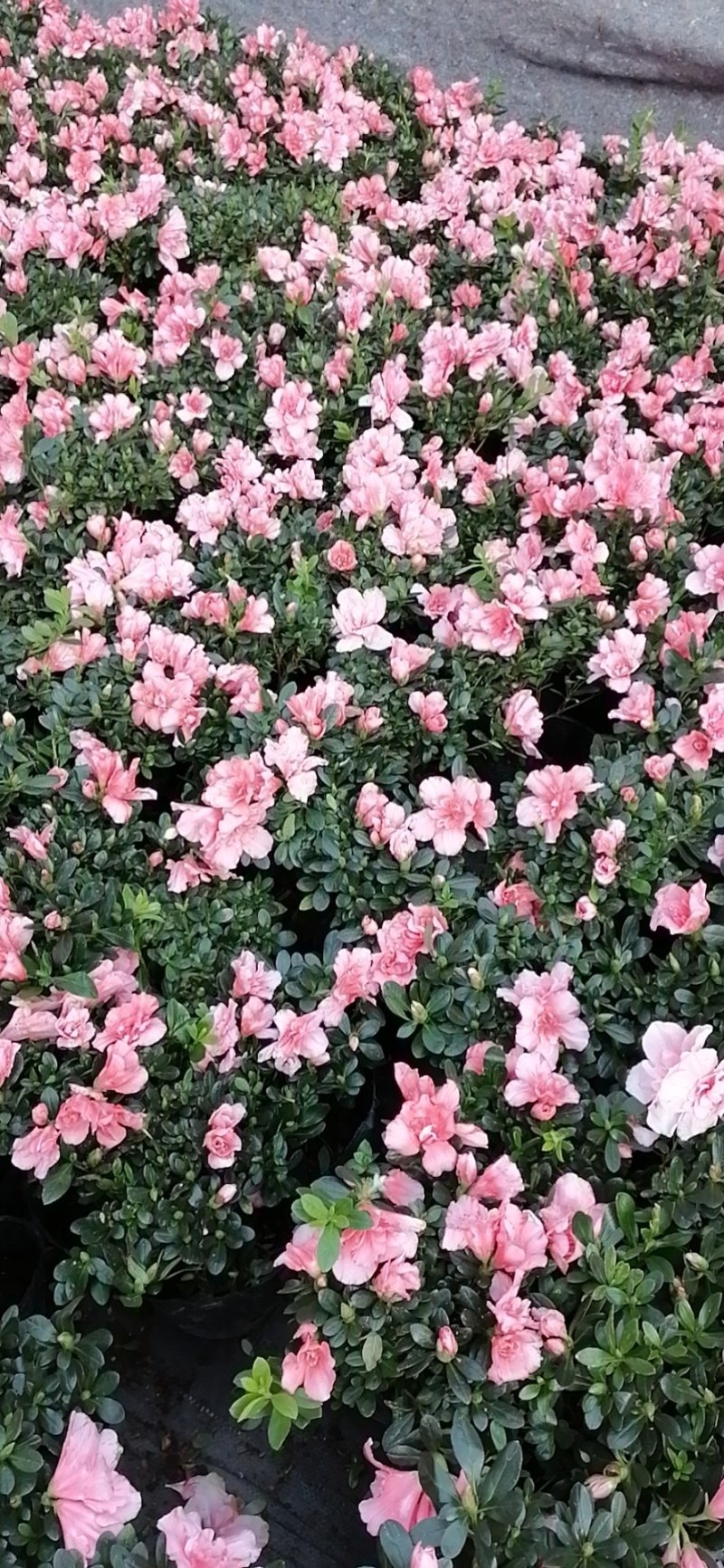 四季开花杜鹃花苗盆栽花卉植物室内客厅阳台绿色植物盆景