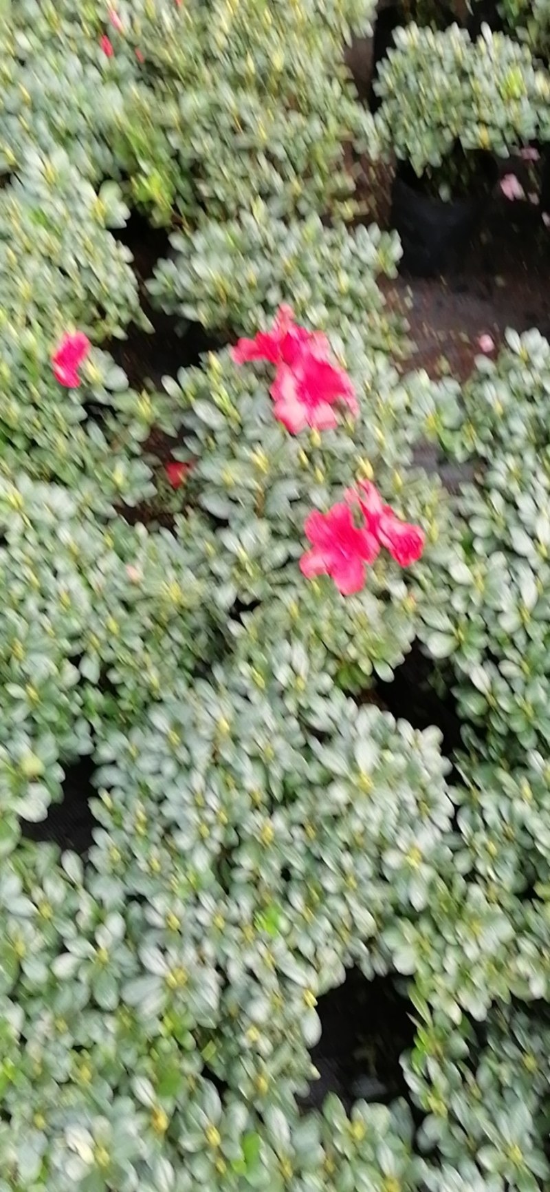 四季开花杜鹃花苗盆栽花卉植物室内客厅阳台绿色植物盆景