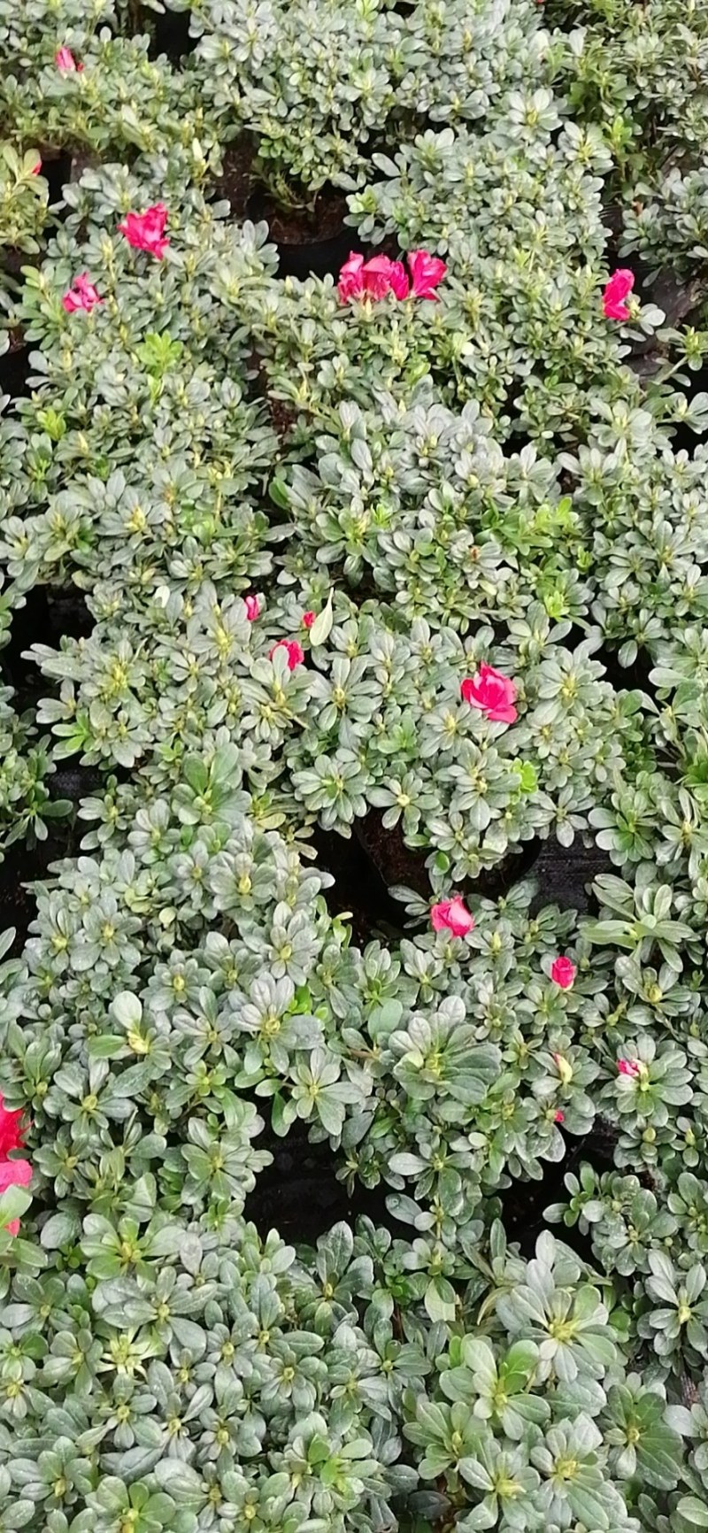 四季开花杜鹃花苗盆栽花卉植物室内客厅阳台绿色植物盆景
