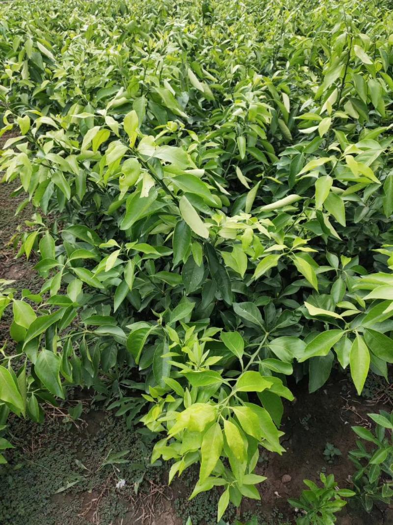 爱媛38苗，明日见现挖现发，保证质量，诚信商家，