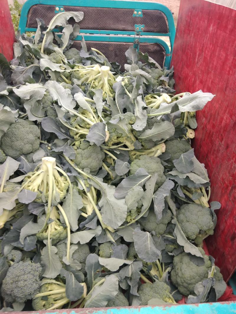 精品西兰花大量上市了