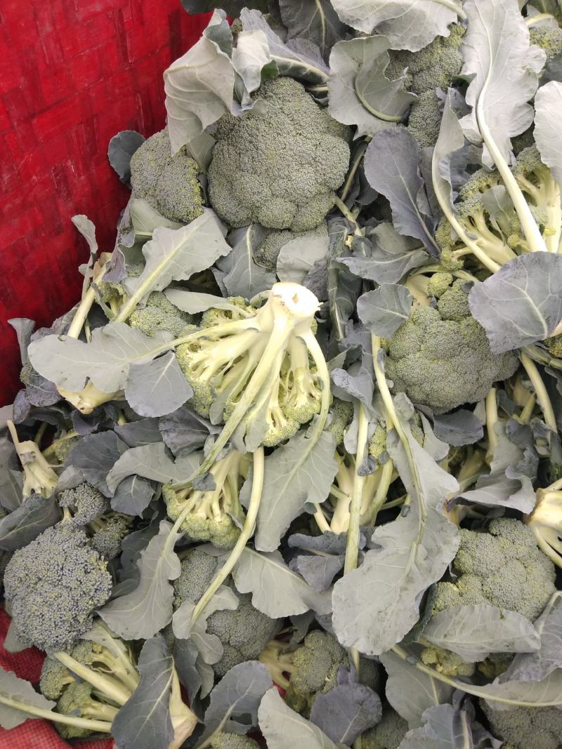 精品西兰花大量上市了