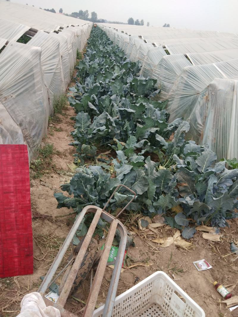 精品西兰花大量上市了
