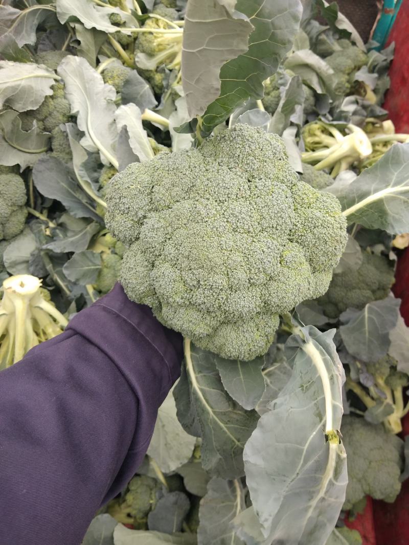 精品西兰花大量上市了