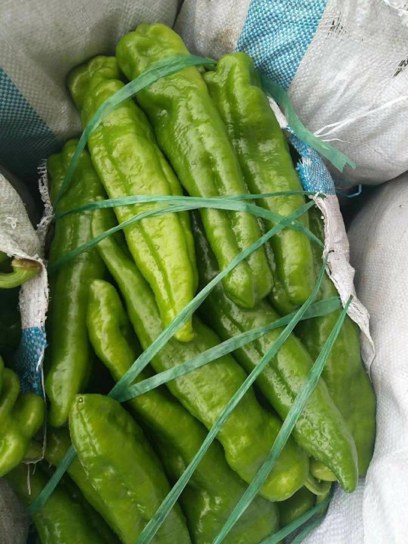薄皮椒夏邑县万亩辣椒精品大棚基地质量好价格低