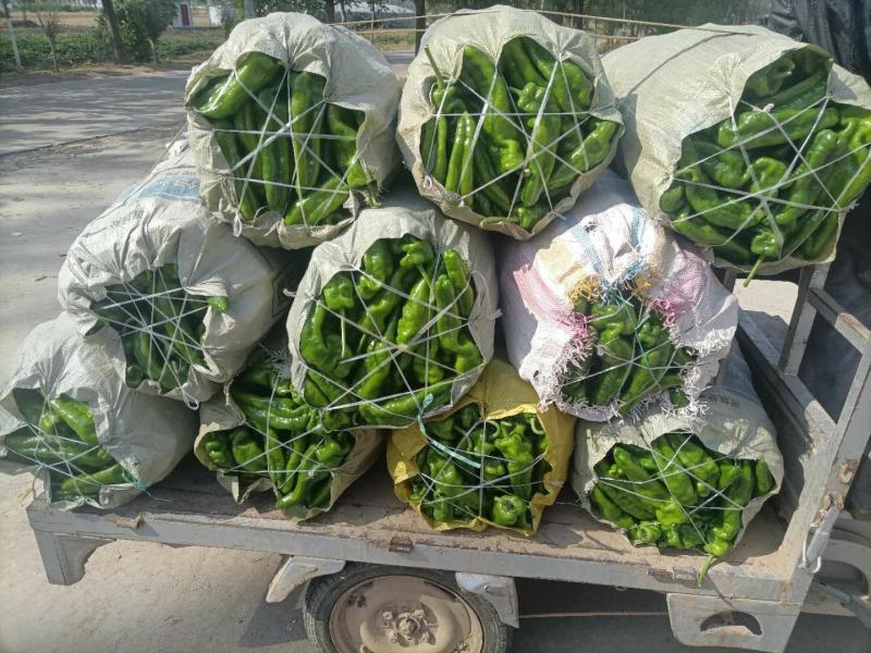 薄皮椒夏邑县万亩辣椒精品大棚基地质量好价格低