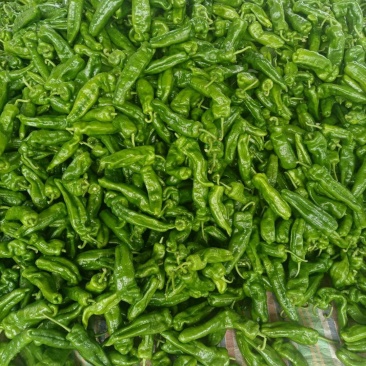 薄皮椒夏邑县万亩辣椒精品大棚基地质量好价格低