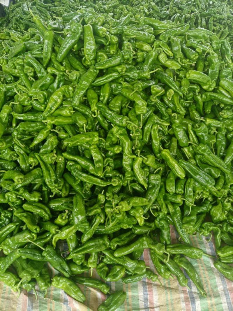 薄皮椒夏邑县万亩辣椒精品大棚基地质量好价格低