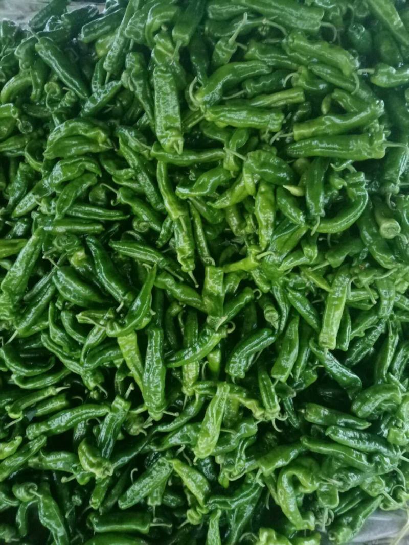 薄皮椒夏邑县万亩辣椒精品大棚基地质量好价格低
